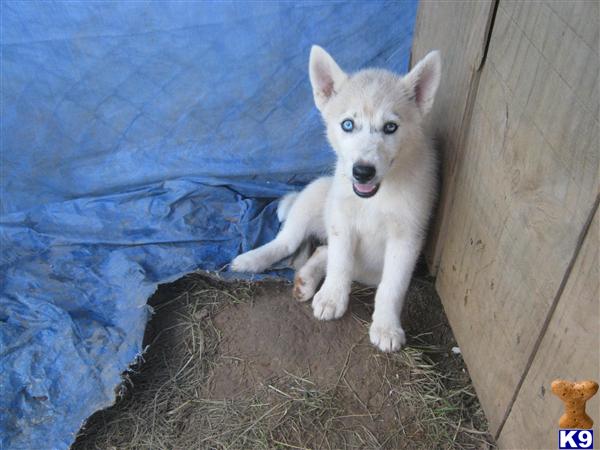 Puppies in Maryville